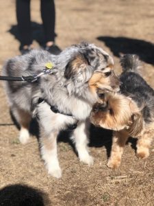 EPIC San Mateo Heart Walk Dogs