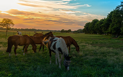 EPIC Launches National Farm & Ranch Practice