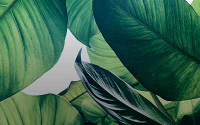 Plant and Harvest Your Wellness Budget Tree