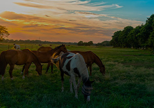 Horses Grazing on Farm