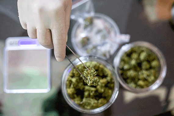 globed hand holding cannabis bud with tweezers