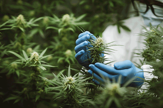 gloved hands harvesting buds from cannabis plant